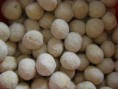 Boliviano